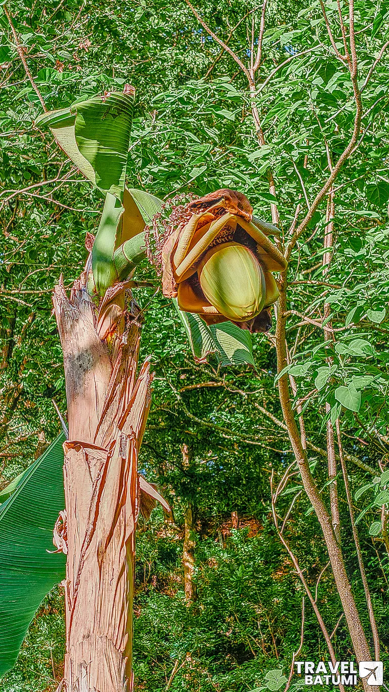 Young banana bunch in the banana grove near Batumi
