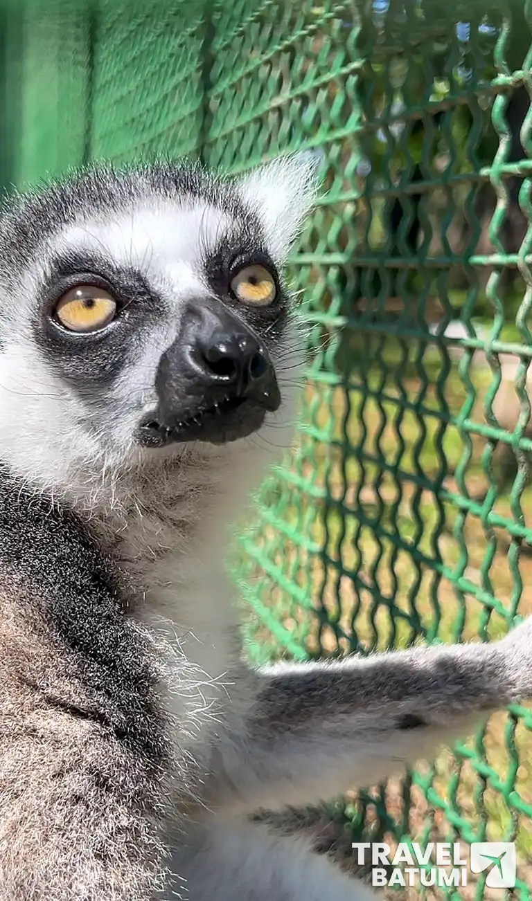 A lemur in the Shekvetili dendrological park